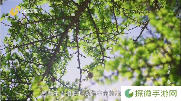 爱尚电视