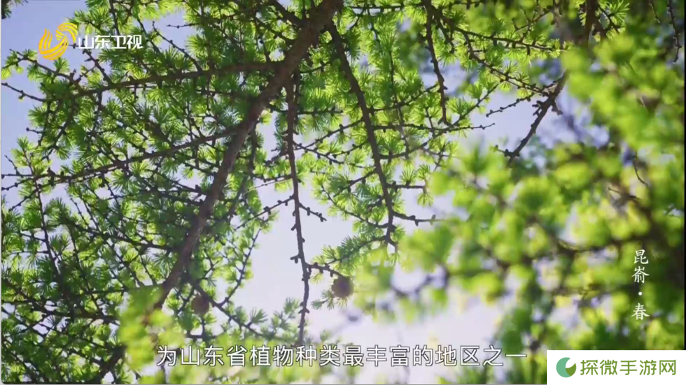 爱尚电视