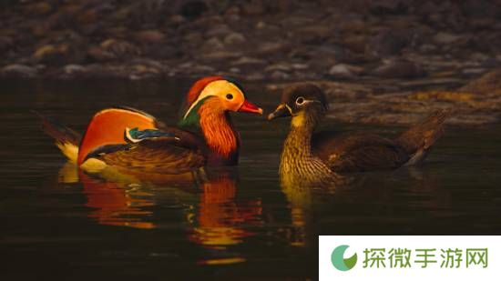 极乐软件园